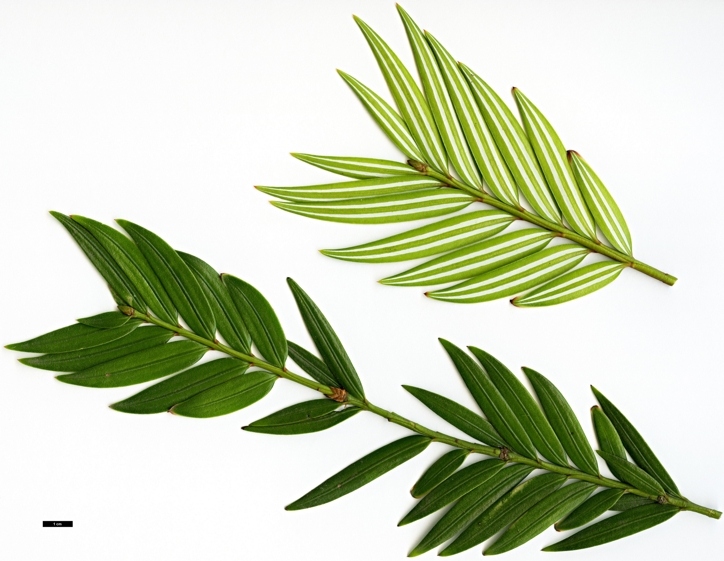 High resolution image: Family: Taxaceae - Genus: Amentotaxus - Taxon: formosana