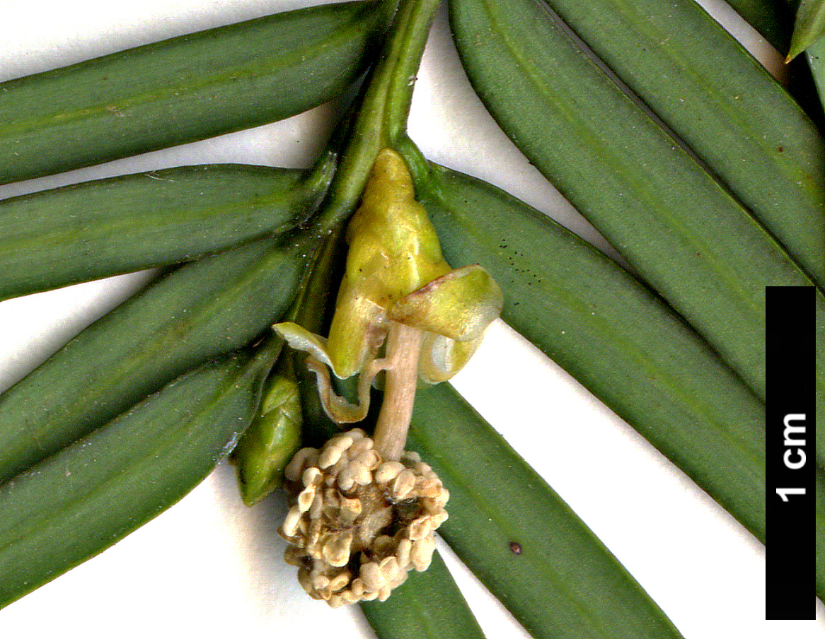 High resolution image: Family: Taxaceae - Genus: Taxus - Taxon: wallichiana