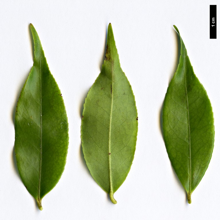 High resolution image: Family: Theaceae - Genus: Camellia - Taxon: assimilis