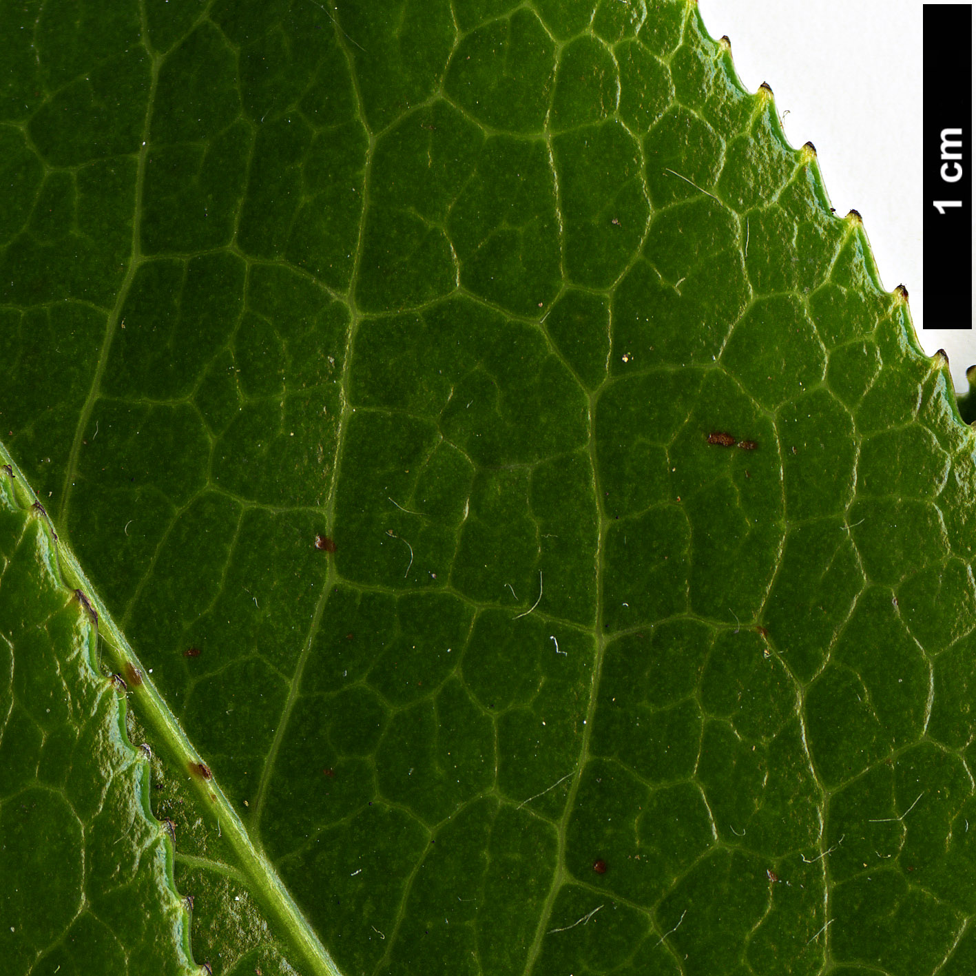 High resolution image: Family: Theaceae - Genus: Camellia - Taxon: bailinshanica