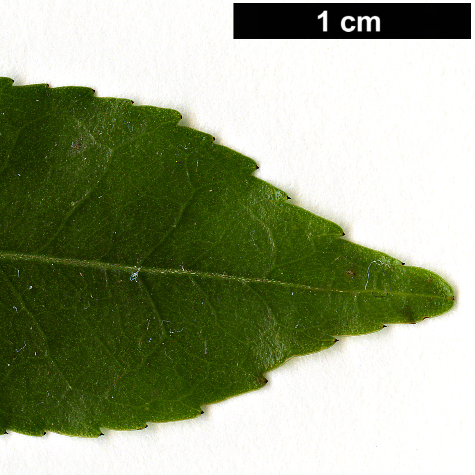High resolution image: Family: Theaceae - Genus: Camellia - Taxon: costei