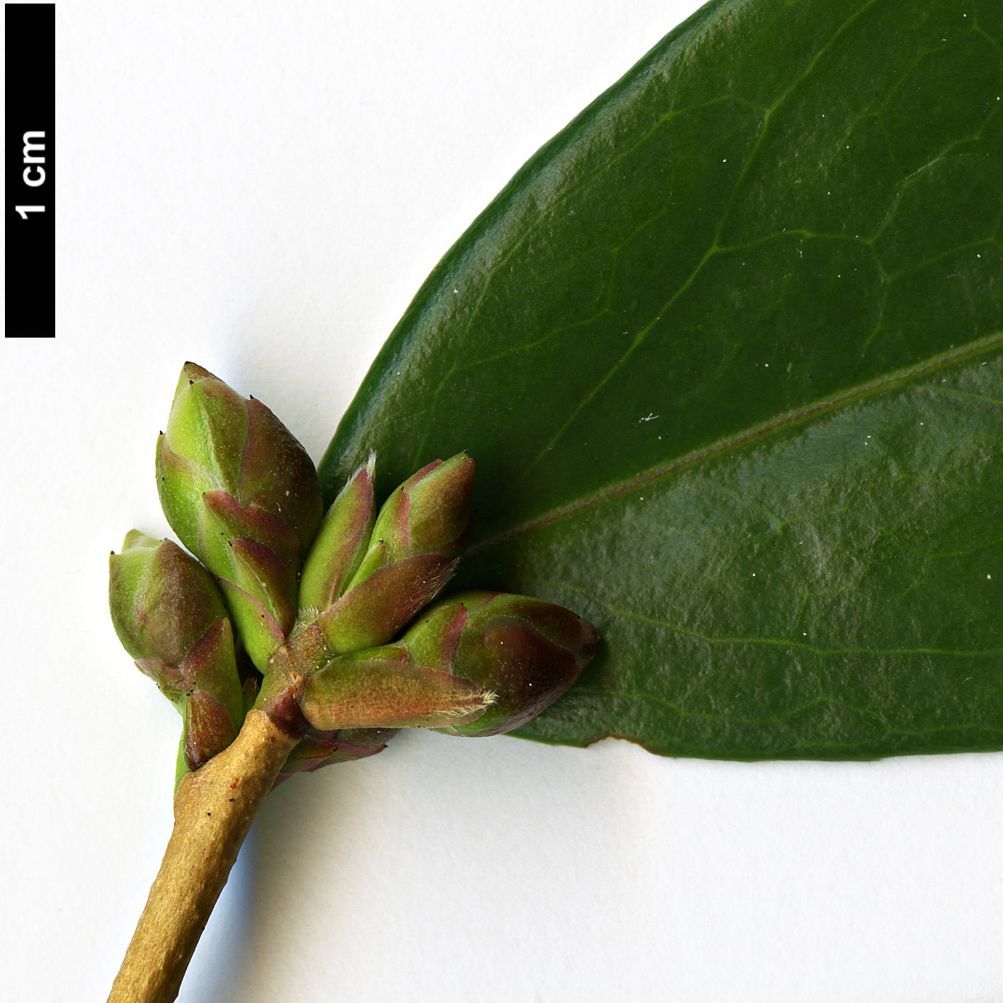 High resolution image: Family: Theaceae - Genus: Camellia - Taxon: cuspidata