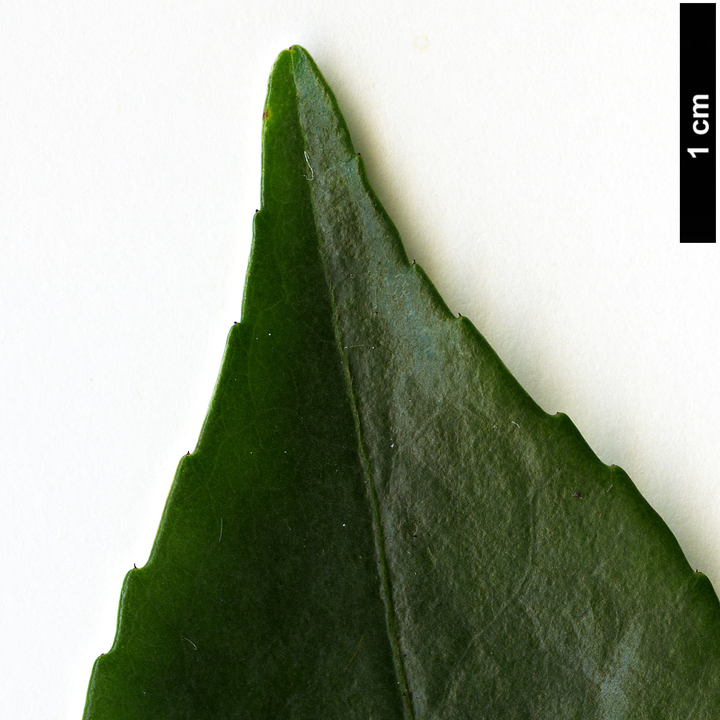 High resolution image: Family: Theaceae - Genus: Camellia - Taxon: fraterna