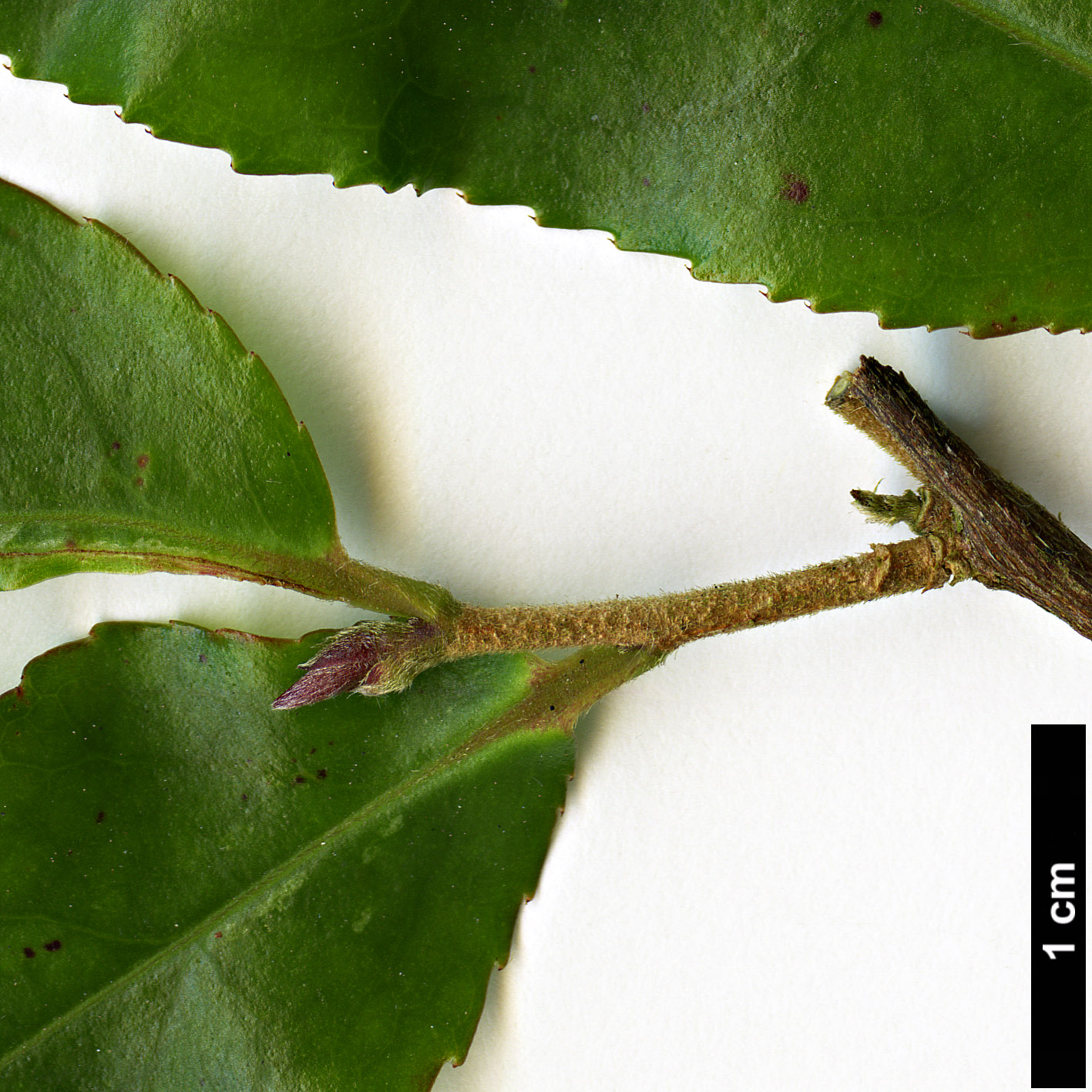 High resolution image: Family: Theaceae - Genus: Camellia - Taxon: pubicosta