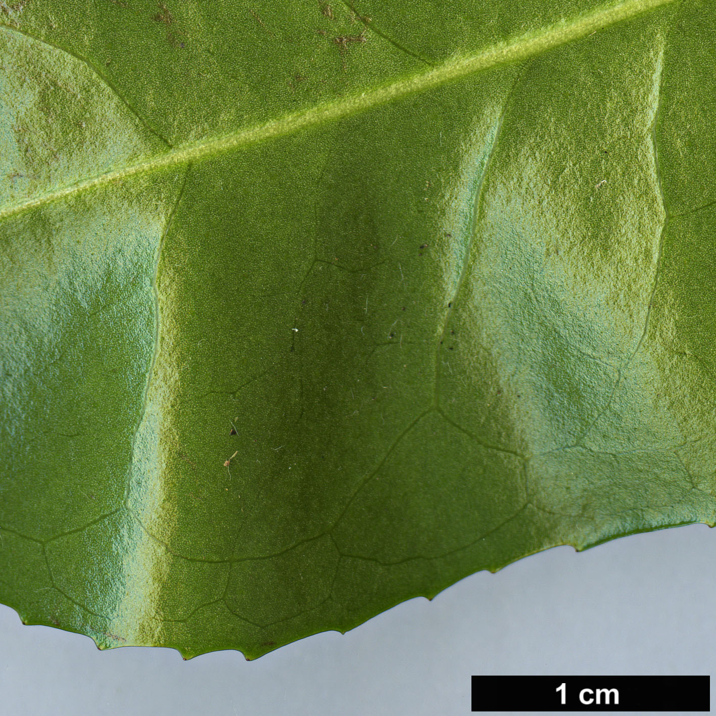 High resolution image: Family: Theaceae - Genus: Camellia - Taxon: taliensis