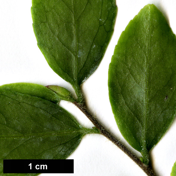 High resolution image: Family: Theaceae - Genus: Camellia - Taxon: transarisanensis