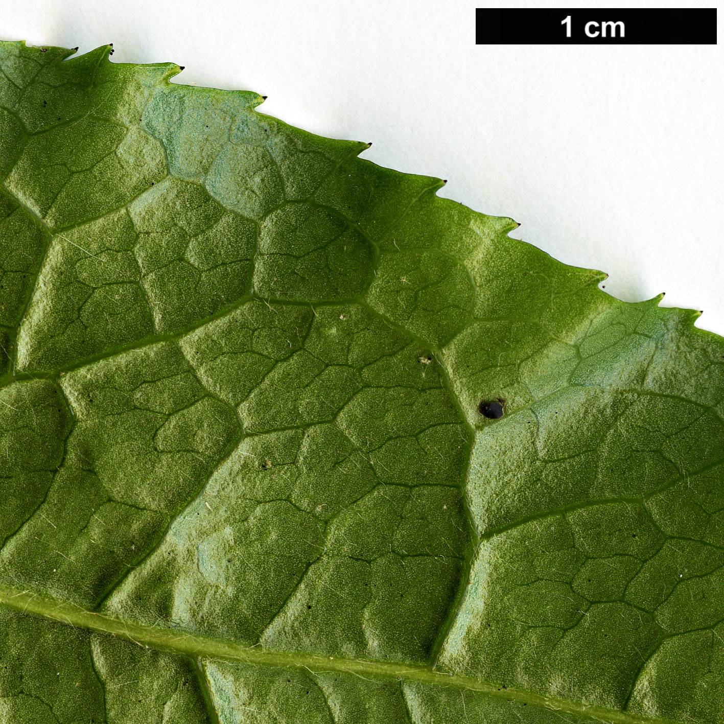 High resolution image: Family: Theaceae - Genus: Camellia - Taxon: trichocarpa High resolution image: Family: Theaceae - Genus: Camellia - Taxon: trichocarpa