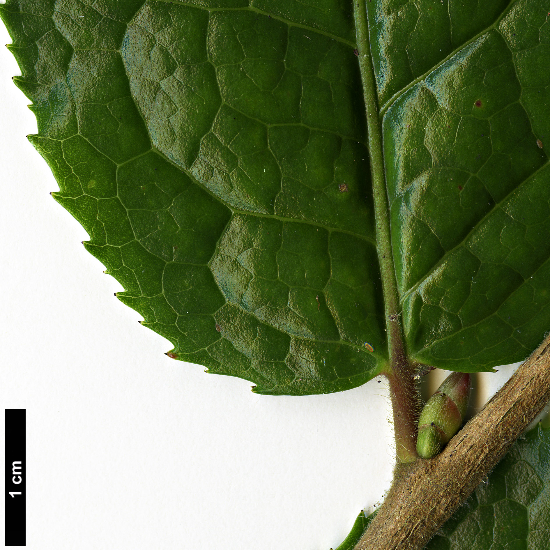 High resolution image: Family: Theaceae - Genus: Camellia - Taxon: trichocarpa