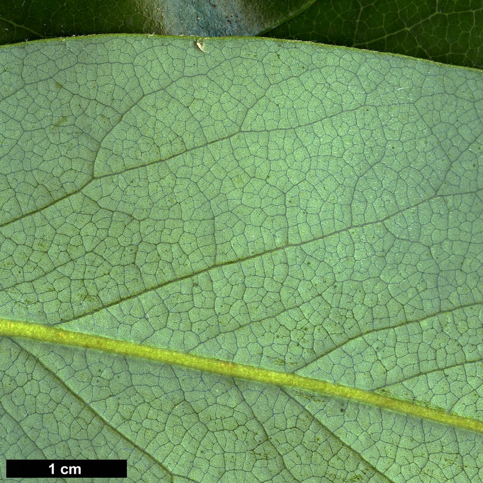 High resolution image: Family: Theaceae - Genus: Schima - Taxon: argentea