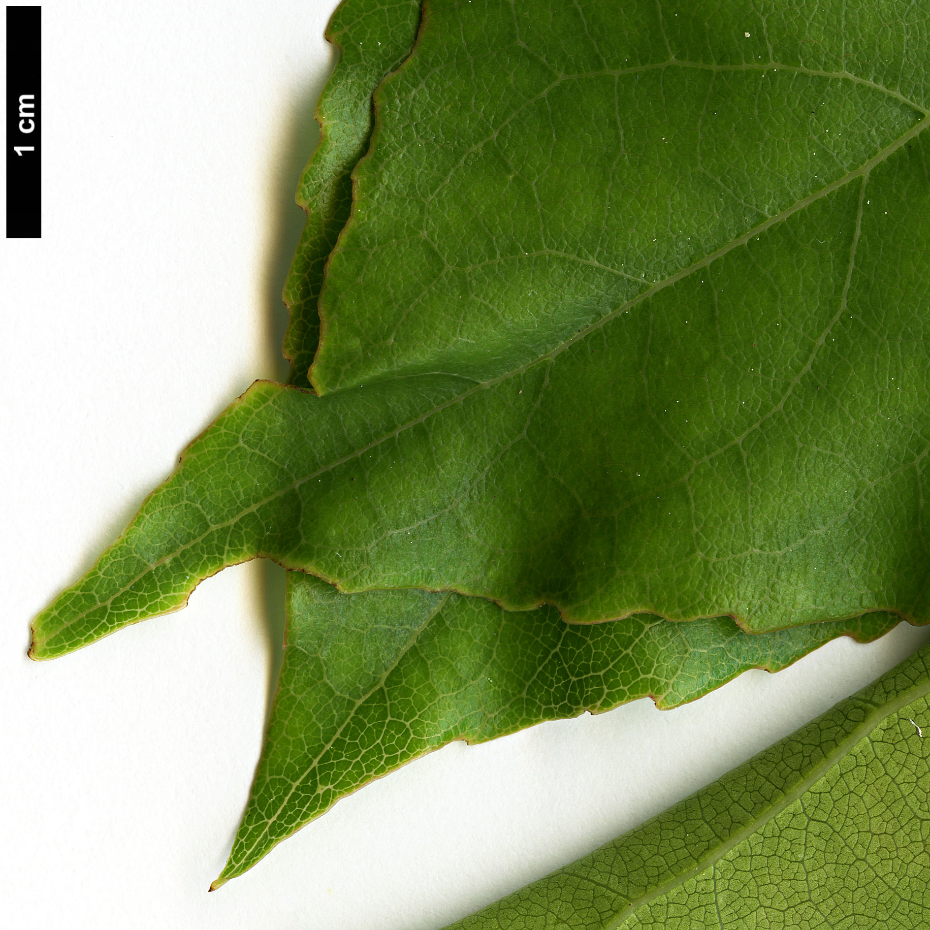 High resolution image: Family: Theaceae - Genus: Schima - Taxon: sinensis