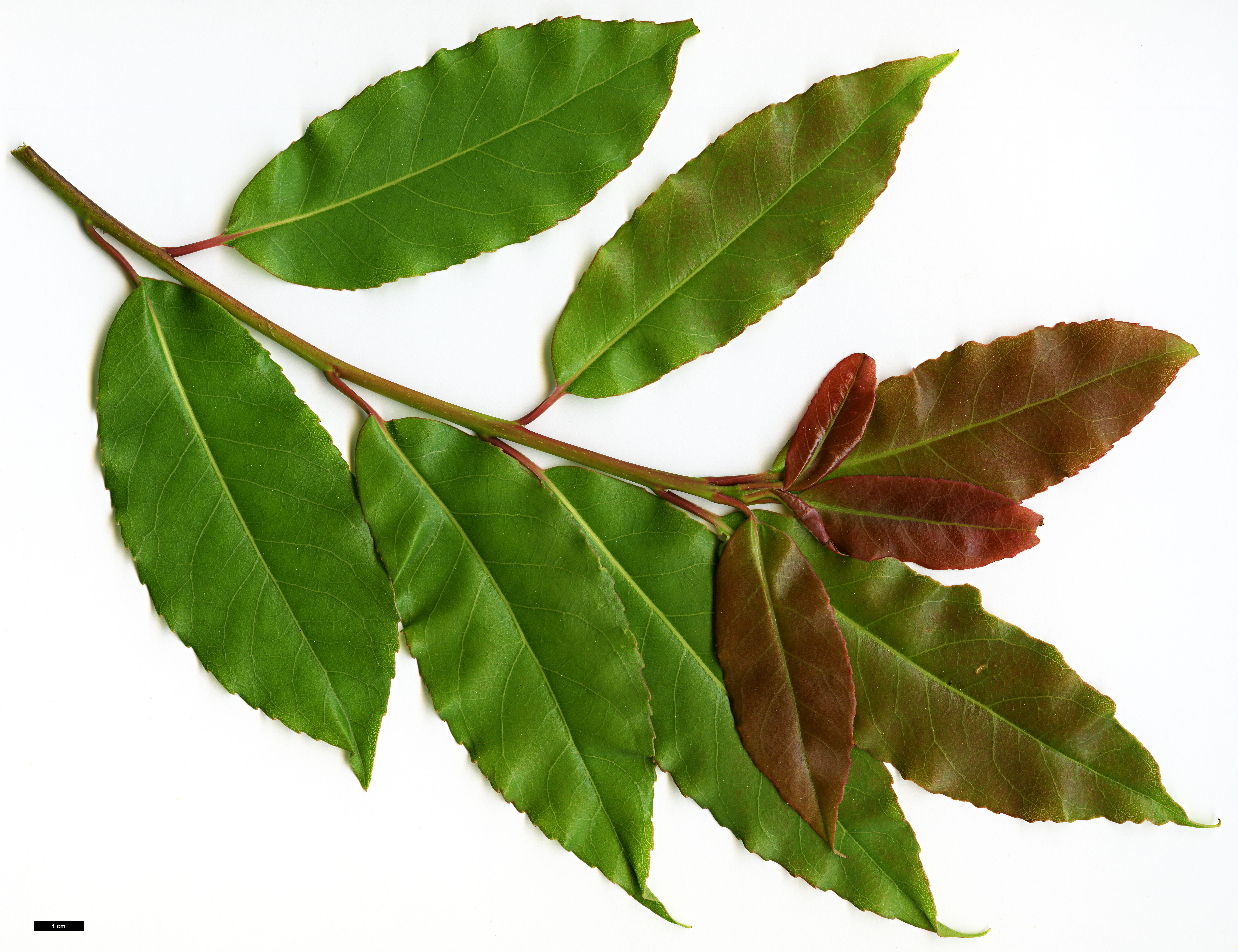 High resolution image: Family: Theaceae - Genus: Schima - Taxon: sinensis