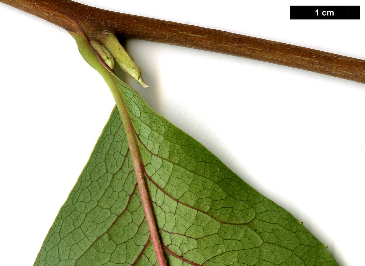 High resolution image: Family: Theaceae - Genus: Stewartia - Taxon: rostrata High resolution image: Family: Theaceae - Genus: Stewartia - Taxon: rostrata