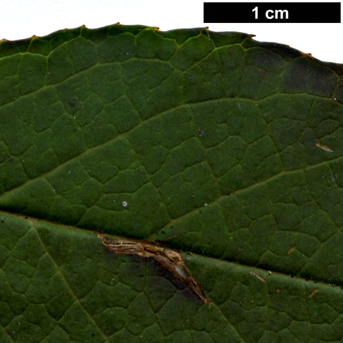 High resolution image: Family: Theaceae - Genus: Stewartia - Taxon: serrata