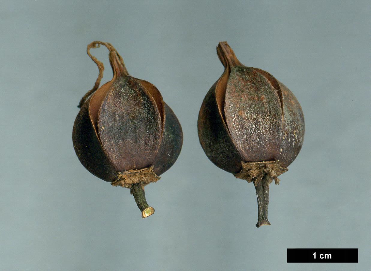 High resolution image: Family: Theaceae - Genus: Stewartia - Taxon: serrata High resolution image: Family: Theaceae - Genus: Stewartia - Taxon: serrata