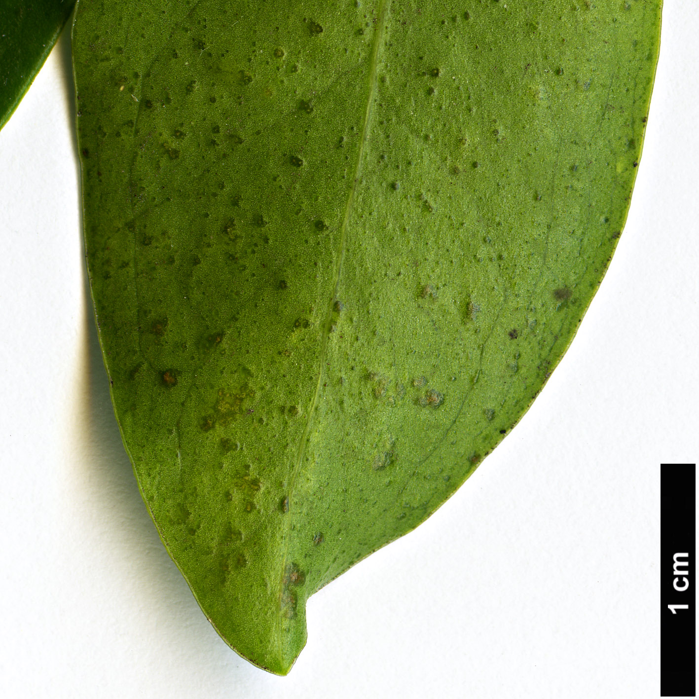 High resolution image: Family: Thymelaeaceae - Genus: Daphne - Taxon: albowiana