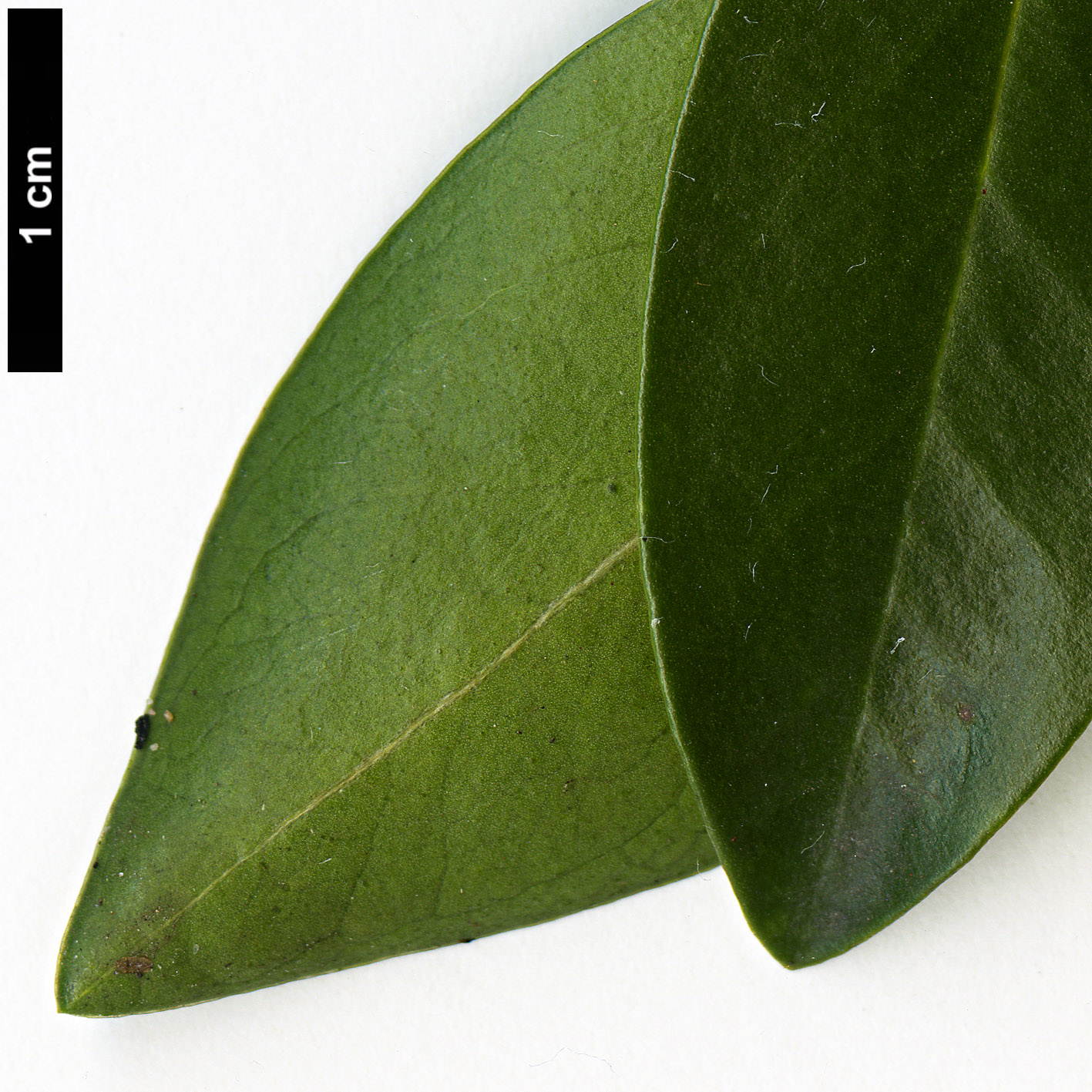 High resolution image: Family: Thymelaeaceae - Genus: Daphne - Taxon: pontica