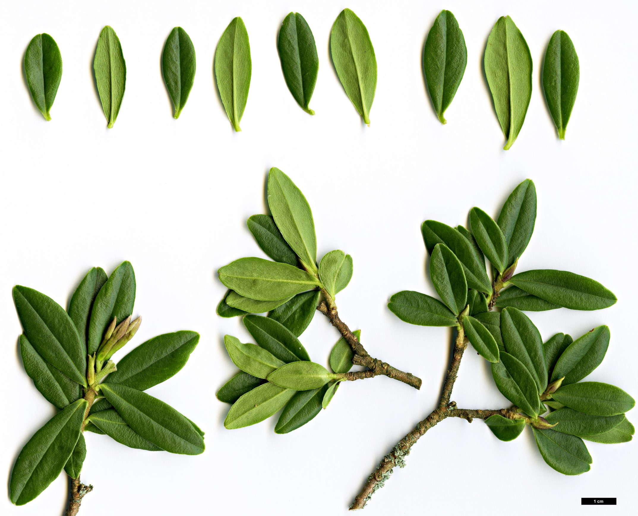 High resolution image: Family: Thymelaeaceae - Genus: Daphne - Taxon: retusa High resolution image: Family: Thymelaeaceae - Genus: Daphne - Taxon: retusa