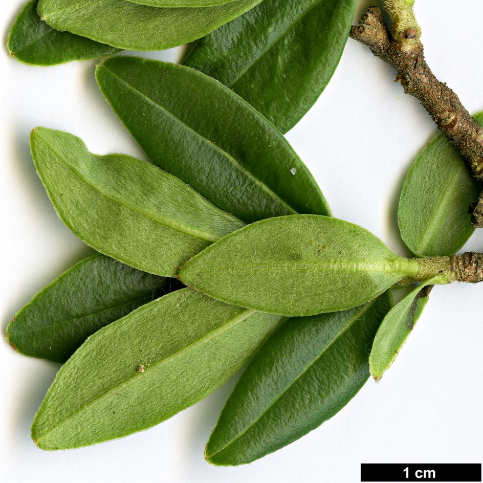 High resolution image: Family: Thymelaeaceae - Genus: Daphne - Taxon: retusa