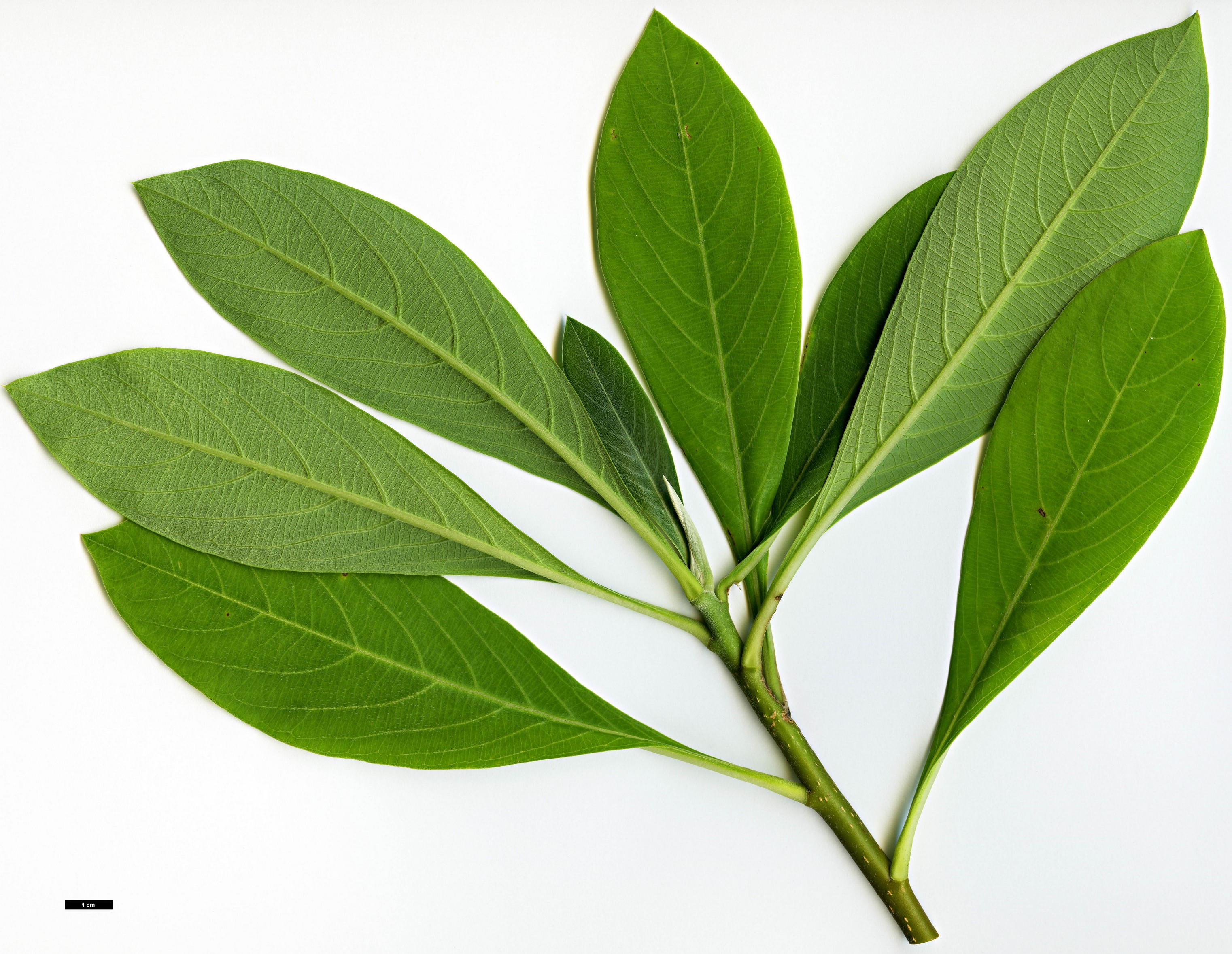 High resolution image: Family: Thymelaeaceae - Genus: Edgeworthia - Taxon: chrysantha