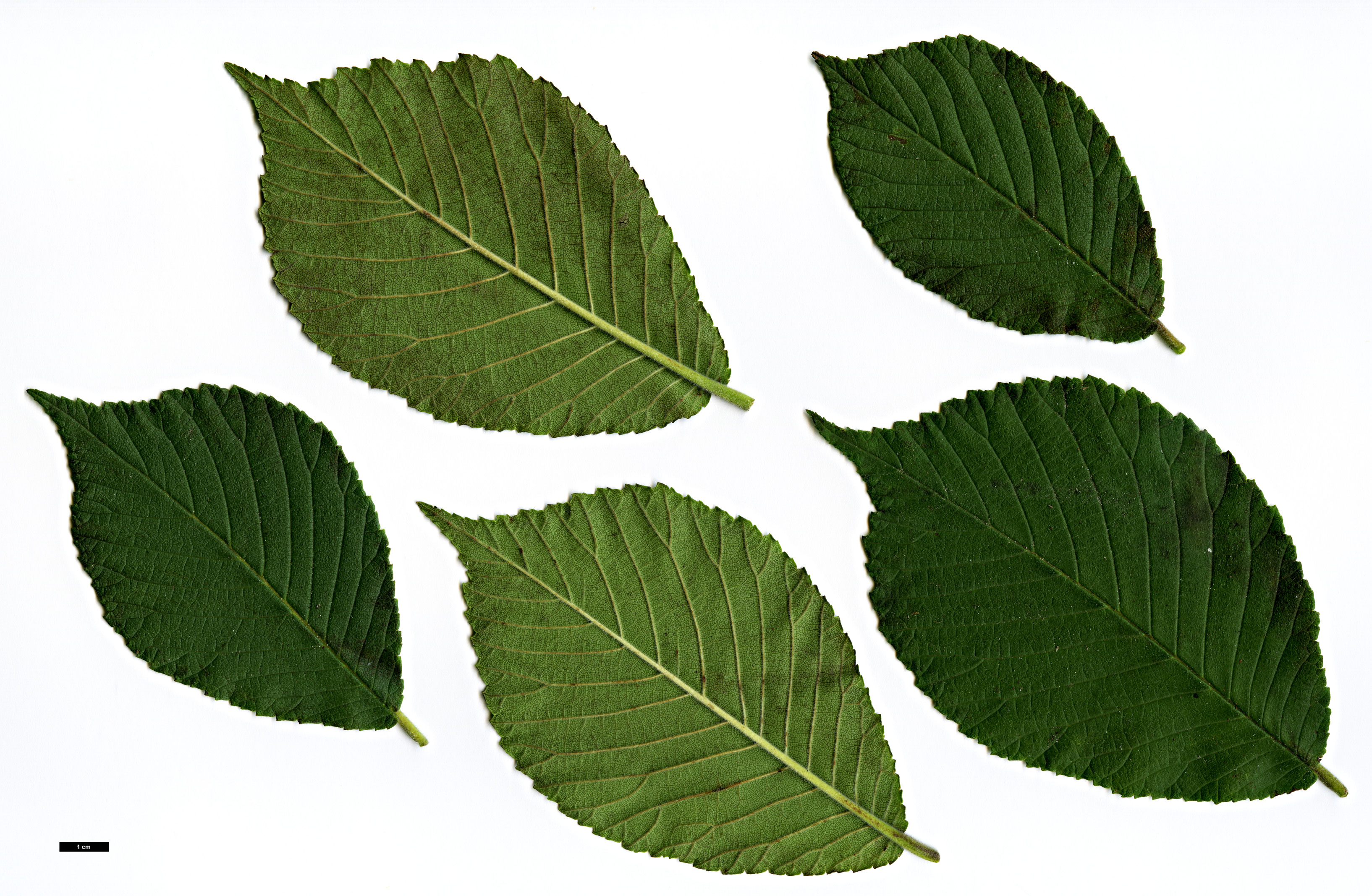 High resolution image: Family: Ulmaceae - Genus: Ulmus - Taxon: chenmoui