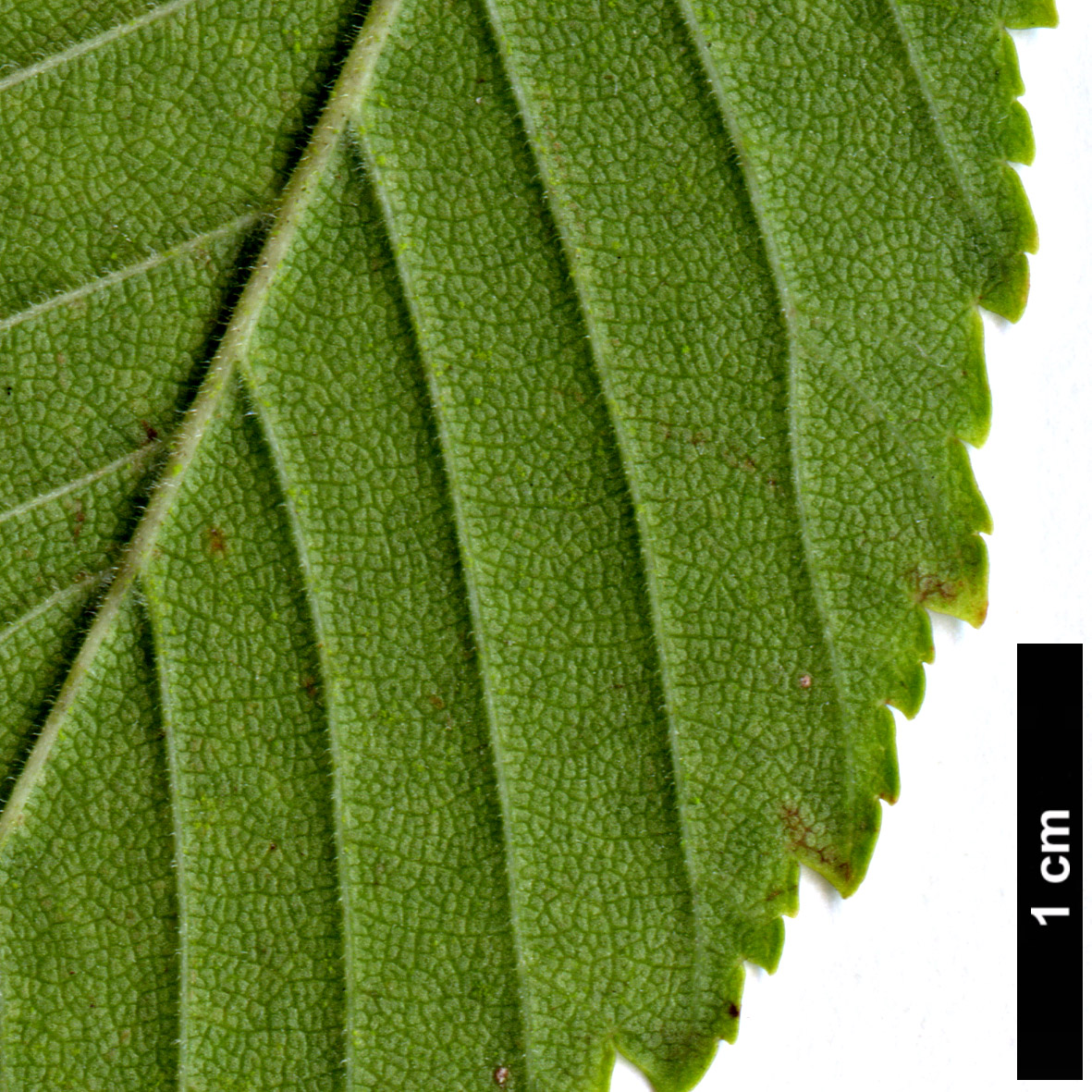 High resolution image: Family: Ulmaceae - Genus: Ulmus - Taxon: davidiana