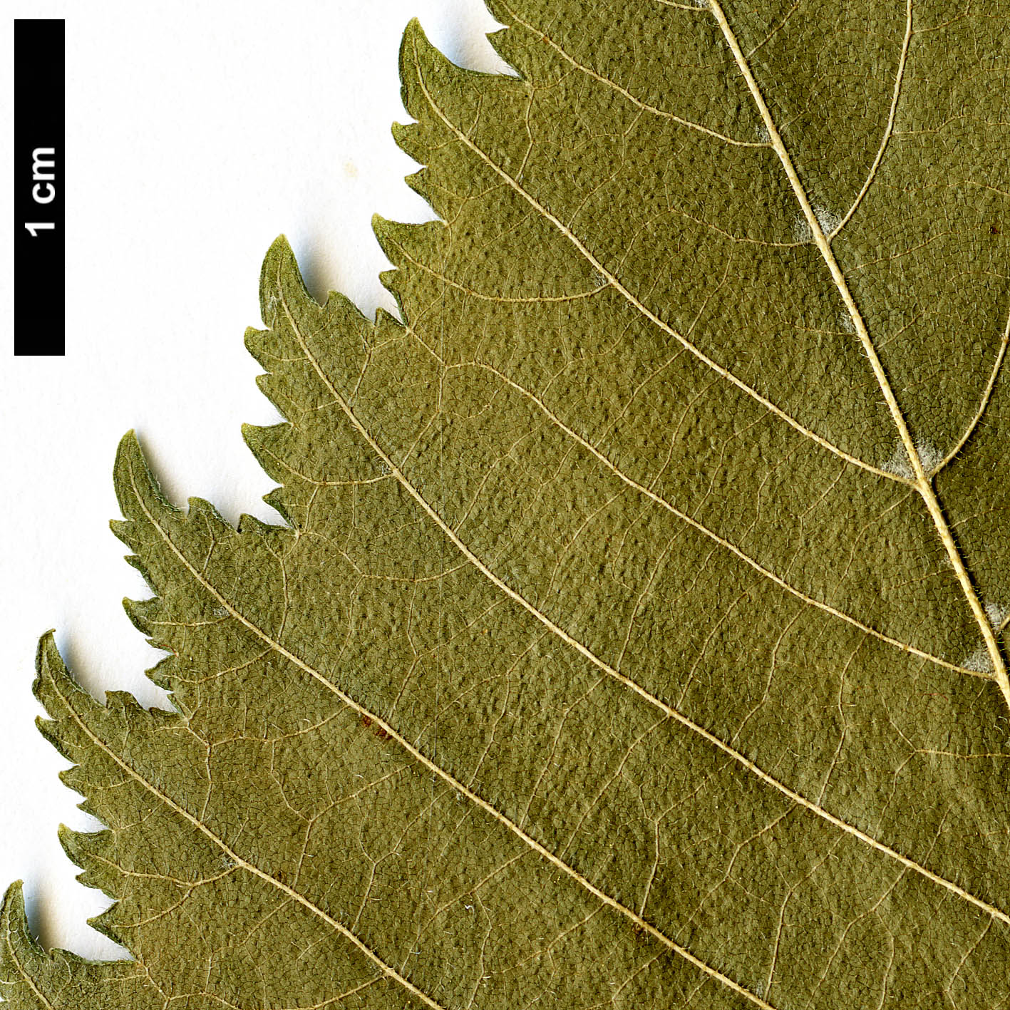 High resolution image: Family: Ulmaceae - Genus: Ulmus - Taxon: elliptica