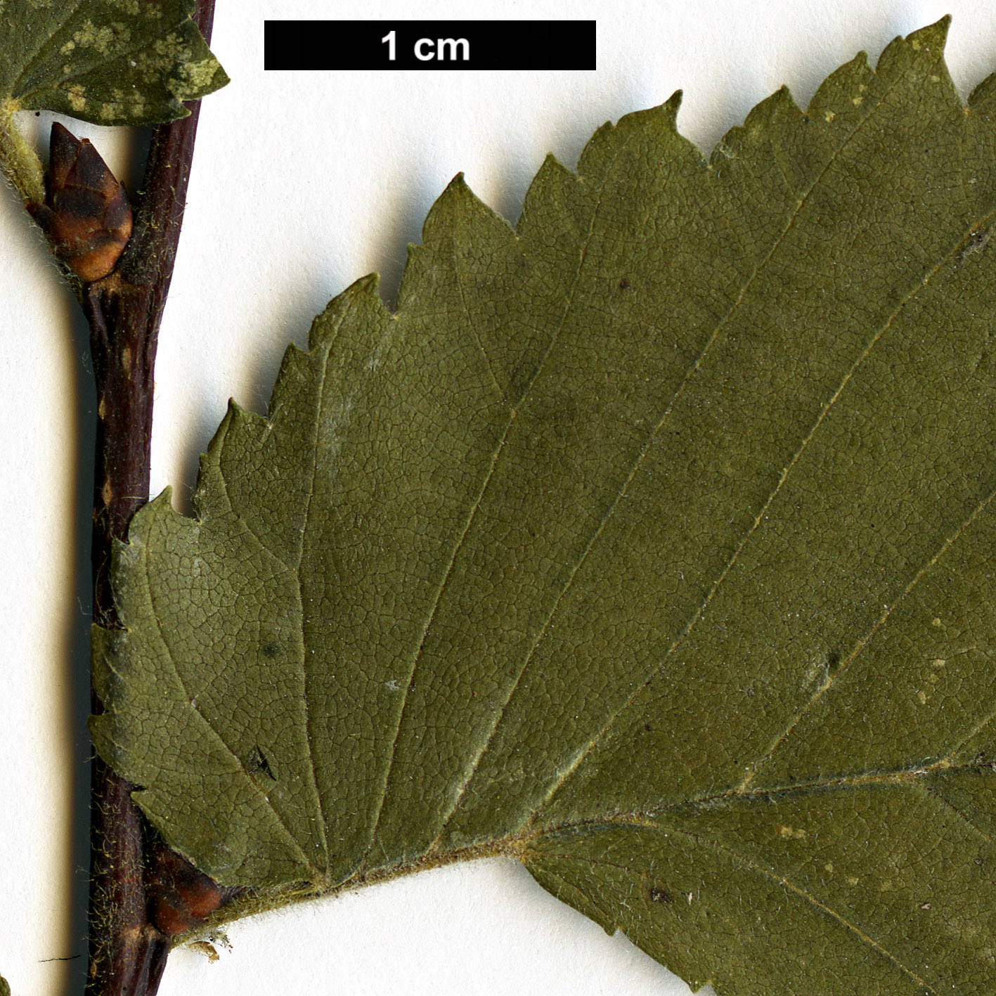 High resolution image: Family: Ulmaceae - Genus: Ulmus - Taxon: laevis