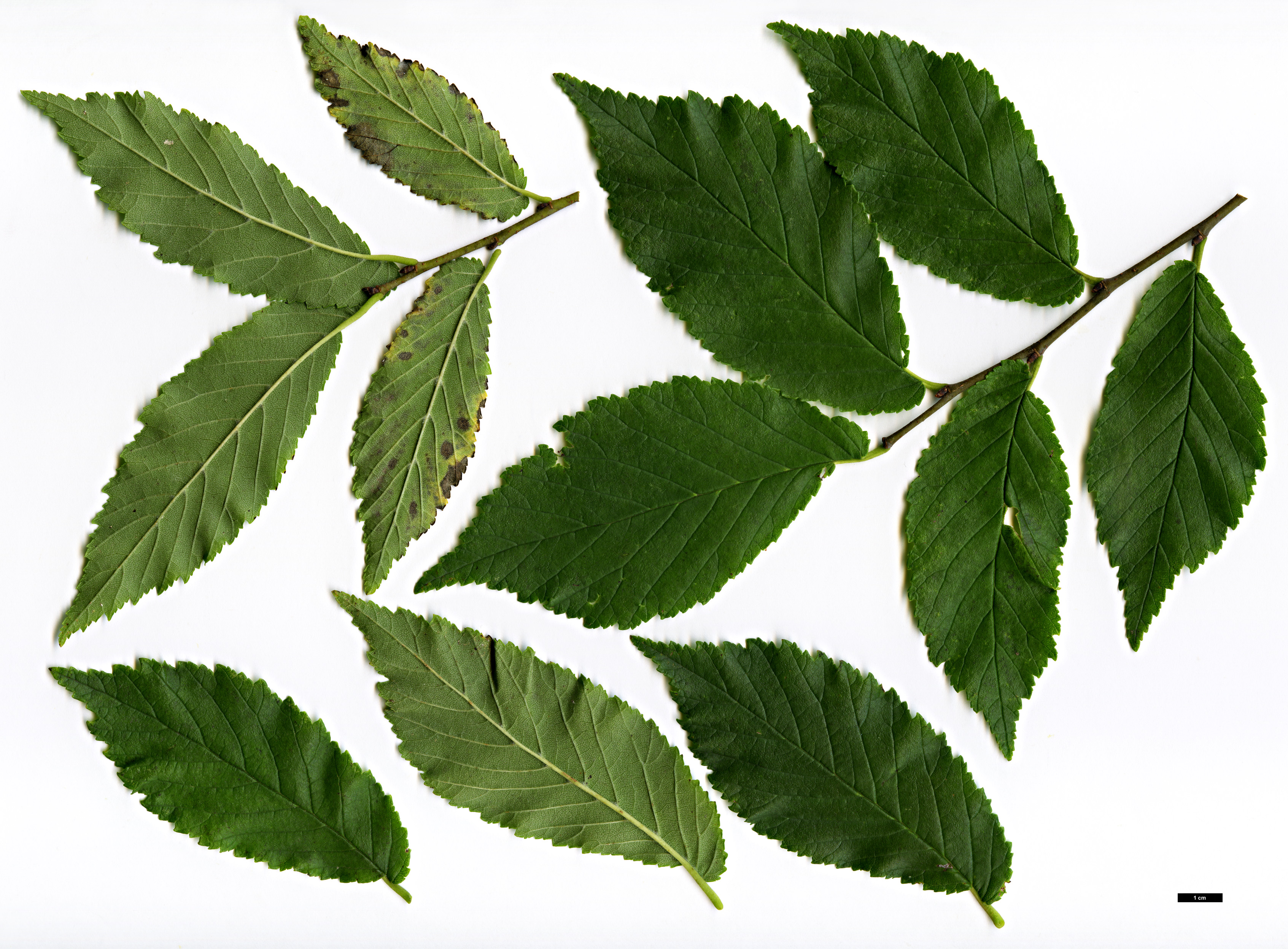 High resolution image: Family: Ulmaceae - Genus: Ulmus - Taxon: minor - SpeciesSub: 'Høersholmiensis'