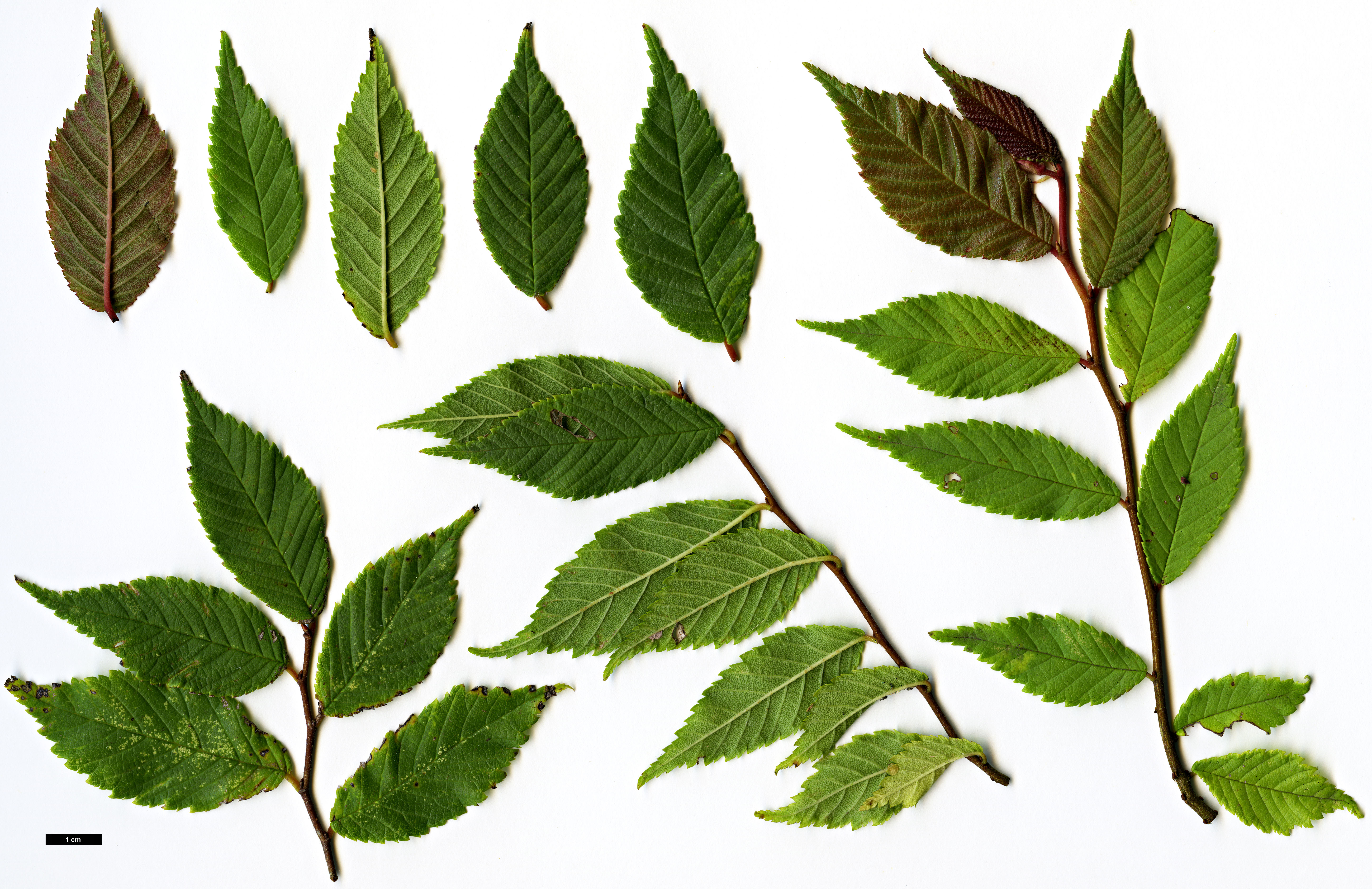 High resolution image: Family: Ulmaceae - Genus: Ulmus - Taxon: uyematsui