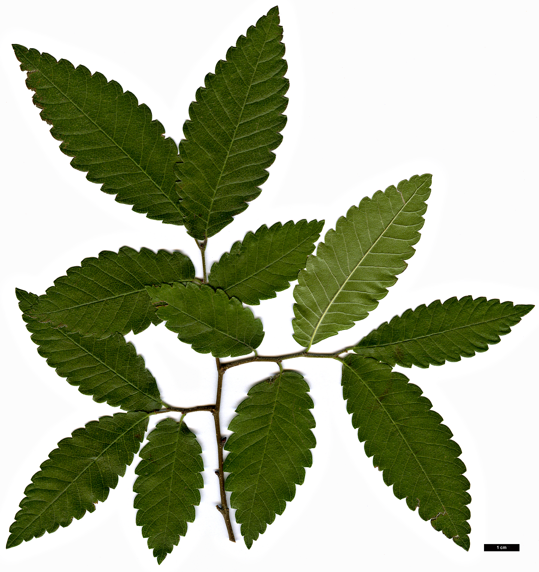 High resolution image: Family: Ulmaceae - Genus: Zelkova - Taxon: carpinifolia