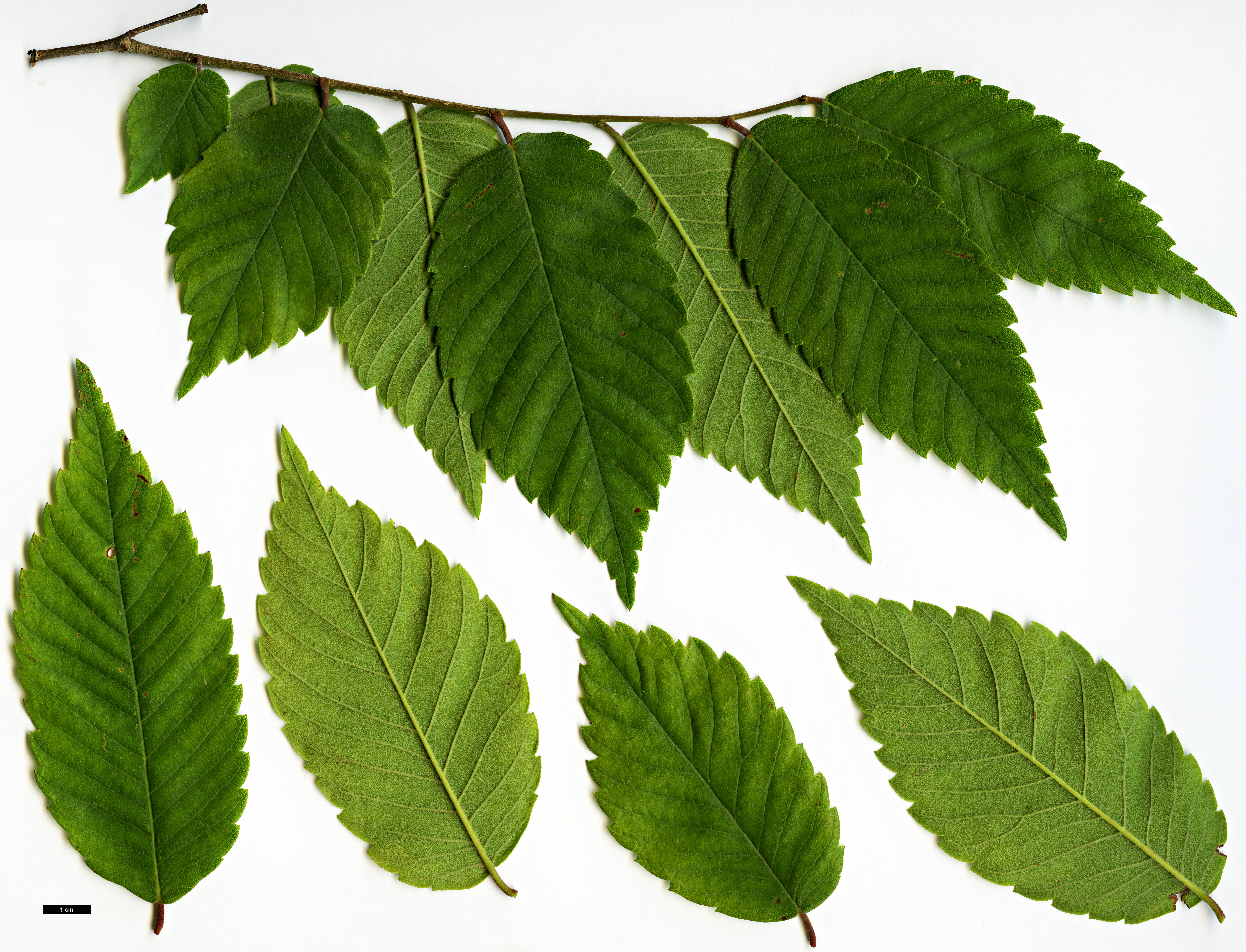 High resolution image: Family: Ulmaceae - Genus: Zelkova - Taxon: schneideriana