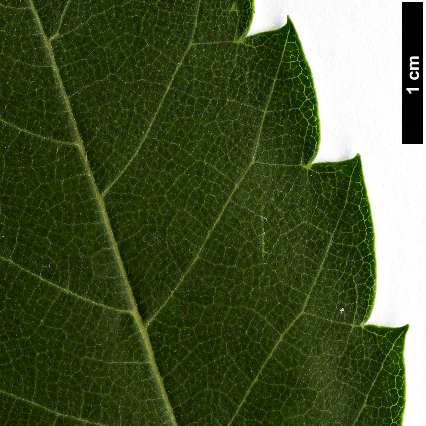 High resolution image: Family: Ulmaceae - Genus: Zelkova - Taxon: serrata