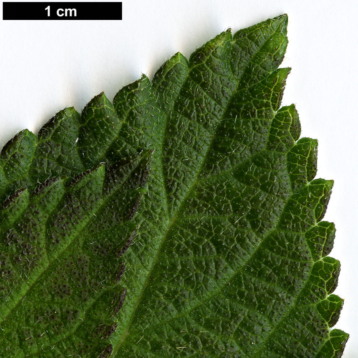High resolution image: Family: Verbenaceae - Genus: Lantana - Taxon: camara