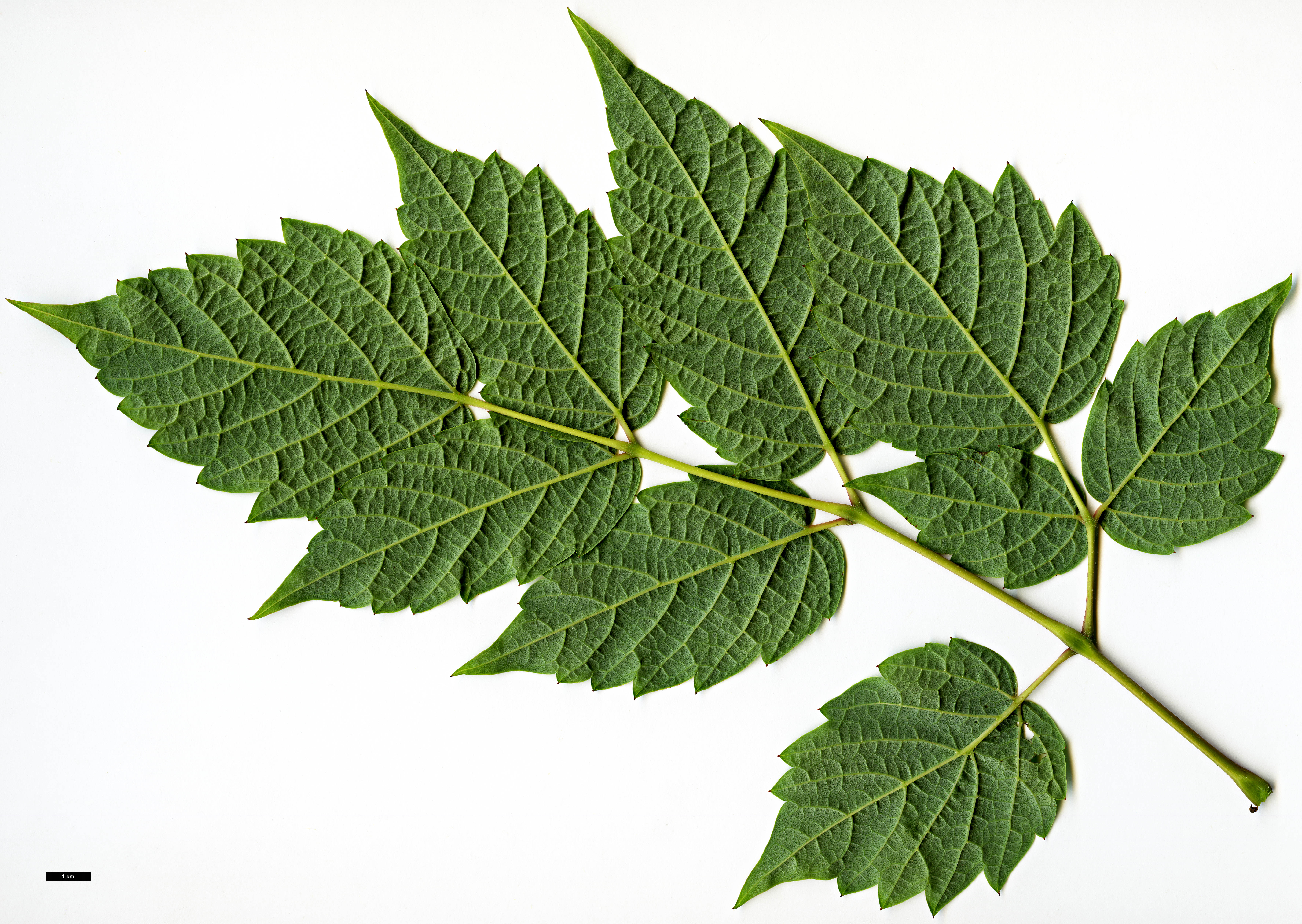 High resolution image: Family: Vitaceae - Genus: Ampelopsis - Taxon: megalophylla