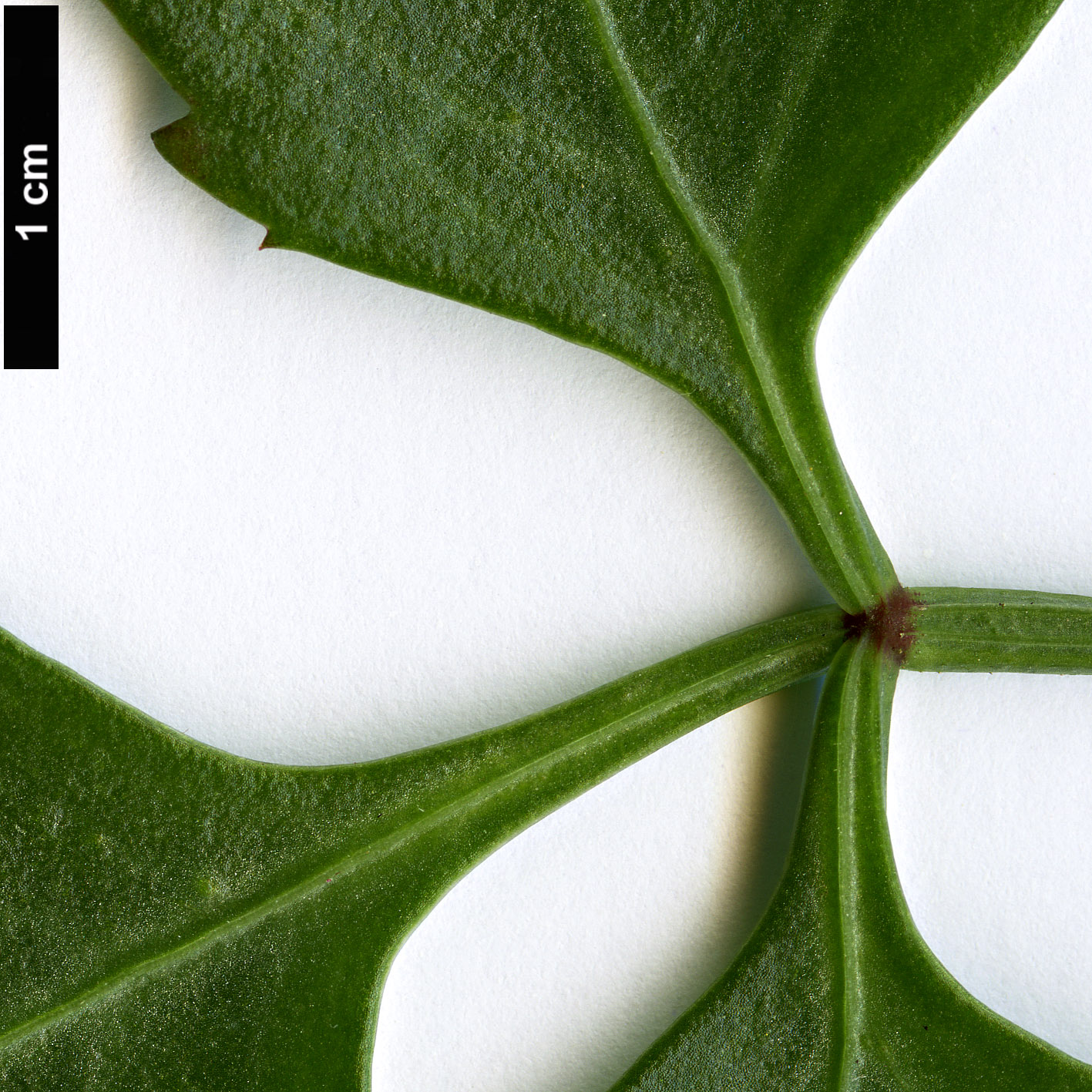 High resolution image: Family: Vitaceae - Genus: Cissus - Taxon: trifoliata High resolution image: Family: Vitaceae - Genus: Cissus - Taxon: trifoliata