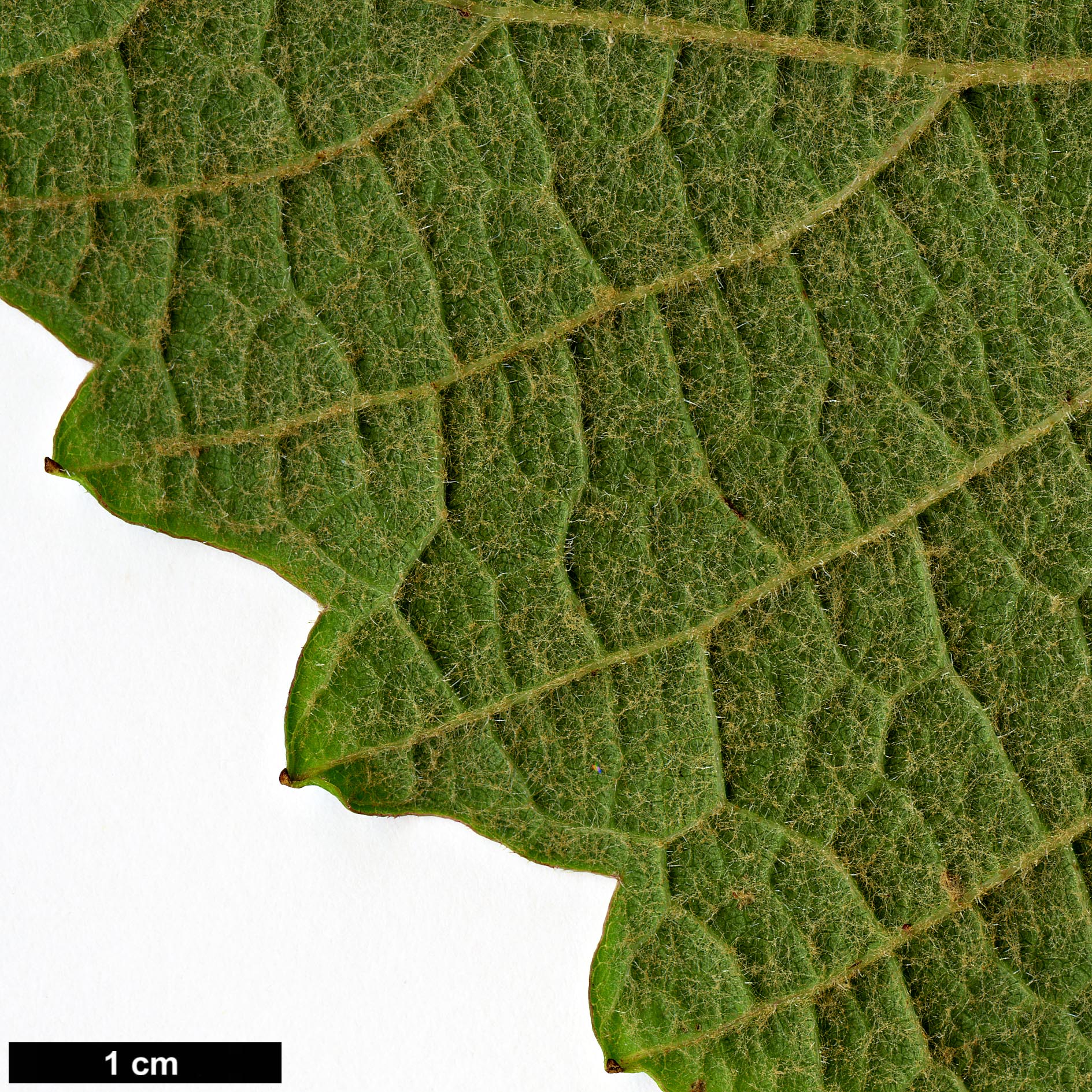 High resolution image: Family: Vitaceae - Genus: Vitis - Taxon: piasezkii