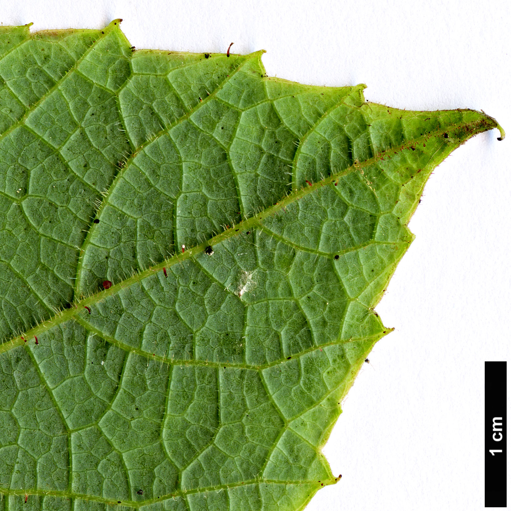 High resolution image: Family: Vitaceae - Genus: Vitis - Taxon: romanetii